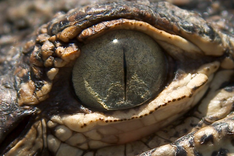 Alligator Eye - ID: 9826579 © James E. Nelson