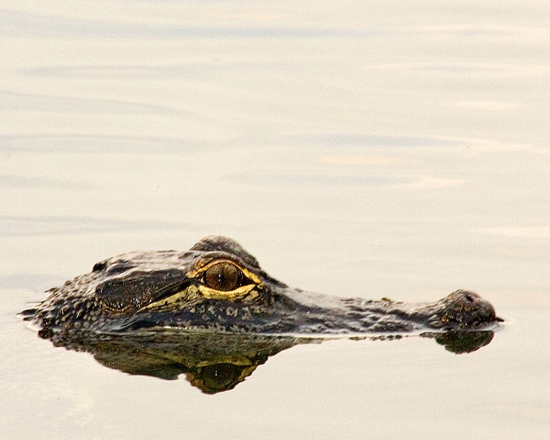 Alligator 1 - ID: 9826580 © James E. Nelson