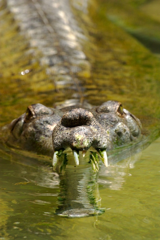 Orinoco Crocodile - ID: 9826692 © James E. Nelson