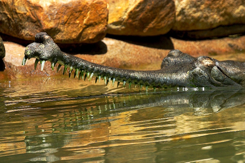 Johnston's Crocodile - ID: 9826693 © James E. Nelson