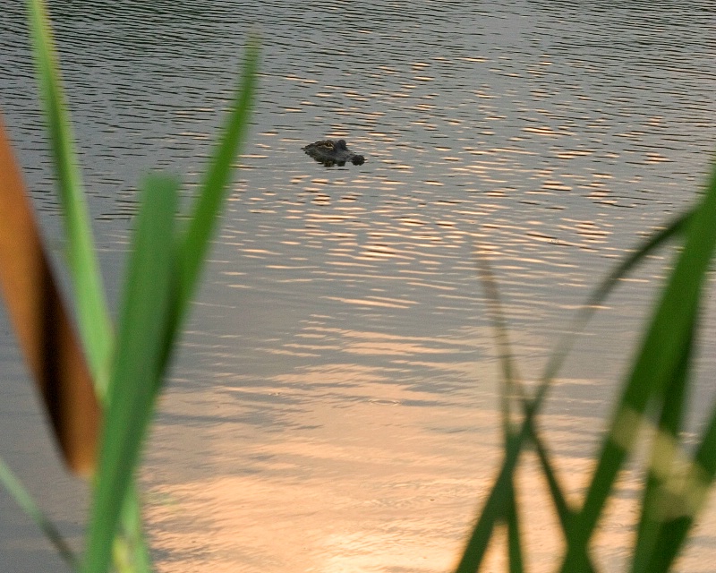 American Alligator at Sunrise - ID: 9826697 © James E. Nelson