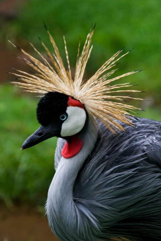 Crowned Crane in the Rain - ID: 9826703 © James E. Nelson