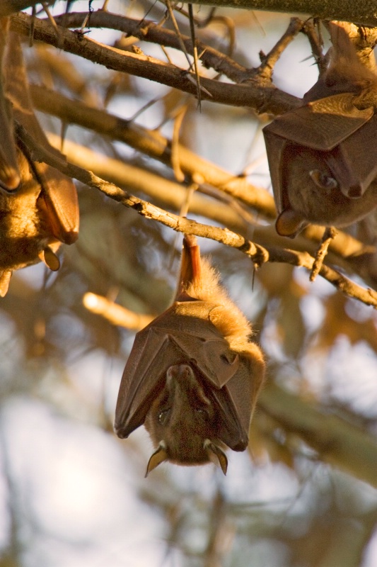 Fruit Bat - ID: 9826741 © James E. Nelson