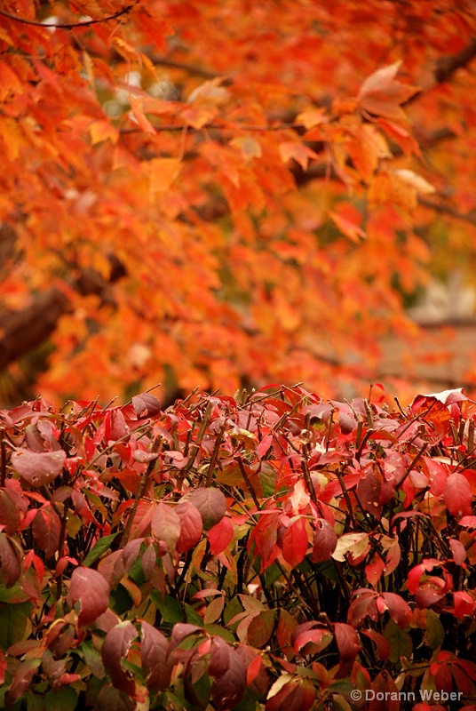 Blazing Leaves