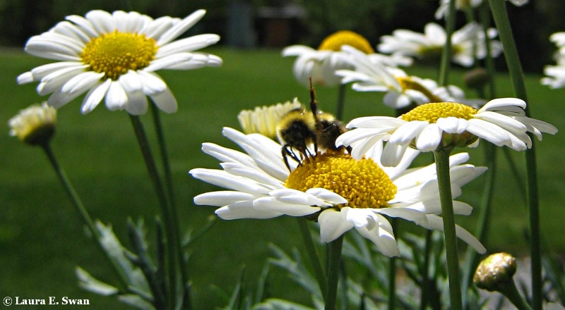 Bumble Bee Ballet