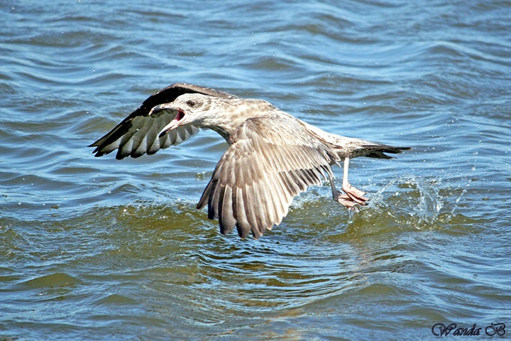 Gull Takeoff