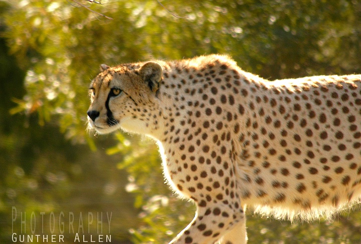 Backlit Female Cheetah