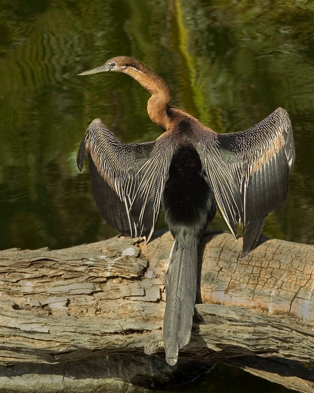 Anhinga Show