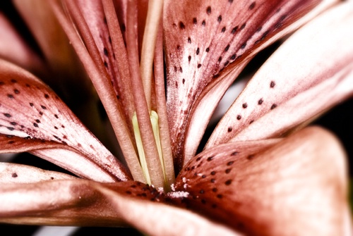 Laura's Lily 2