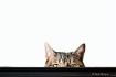 [spy cat]