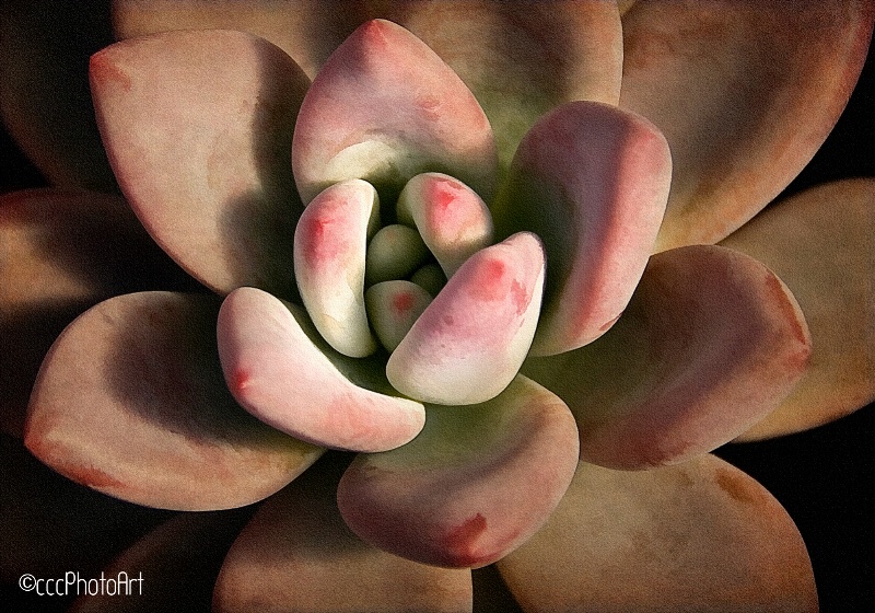 Strawberry Mint Succulent