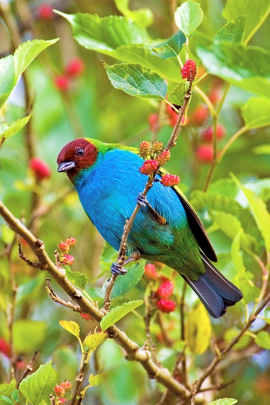 Tanager