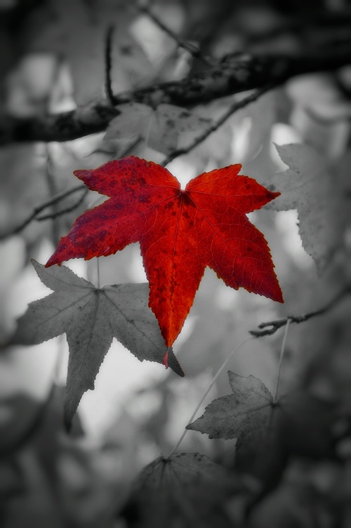 Colorful Leaf - ID: 9830036 © Dana M. Scott