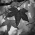 2Colorful Leaf - ID: 9830036 © Dana M. Scott