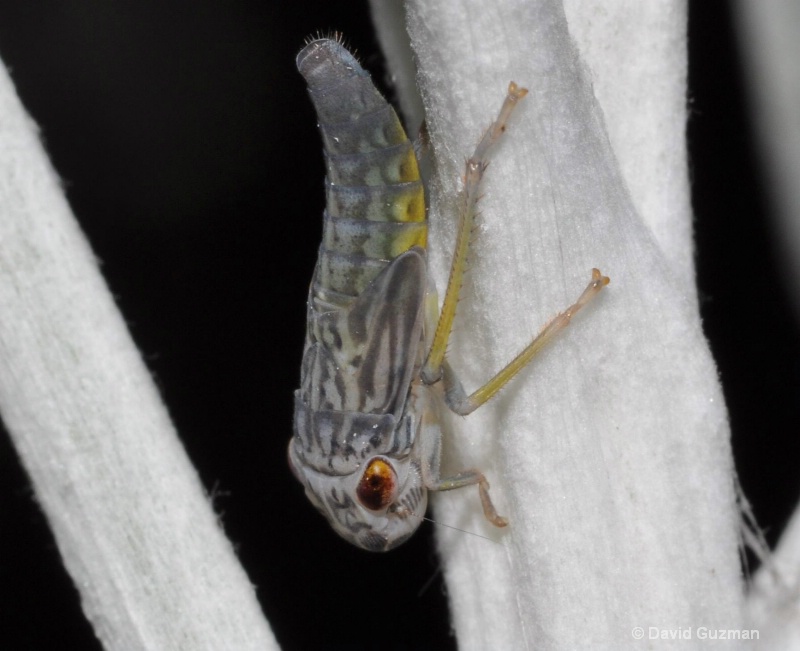 young leafhopper