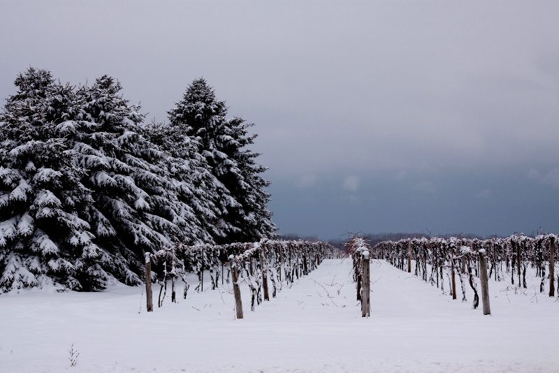 Vineyards in Winter