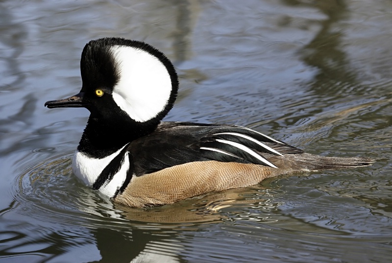 Hooded Merganser