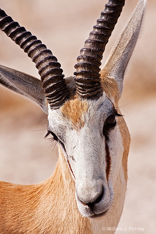 Springbok - ID: 9831220 © William J. Pohley