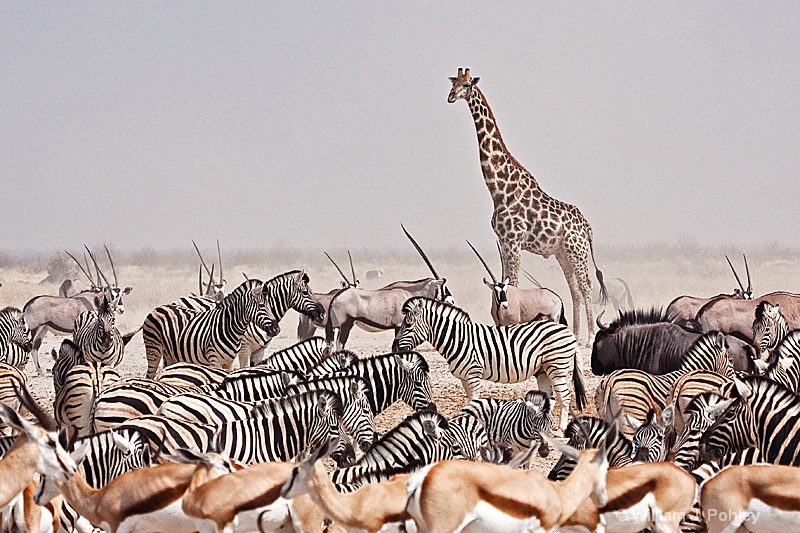 Giraffe, Burchell's Zebra, Springbok - ID: 9831229 © William J. Pohley