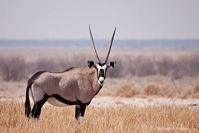 Oryx (Gemsbok) - ID: 9831233 © William J. Pohley