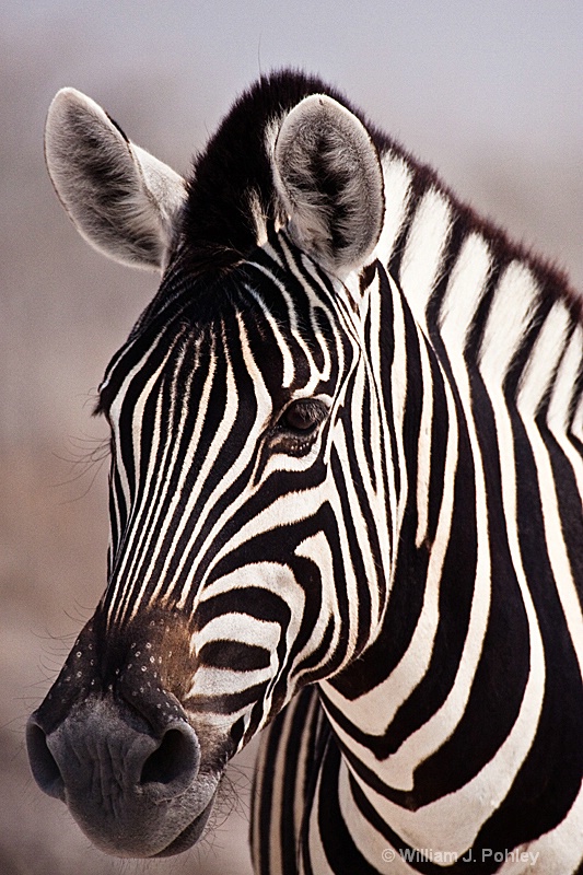 Burchell's Zebra - ID: 9831245 © William J. Pohley