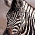 © William J. Pohley PhotoID # 9831245: Burchell's Zebra