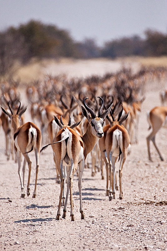 Herd of Springbok - ID: 9831249 © William J. Pohley