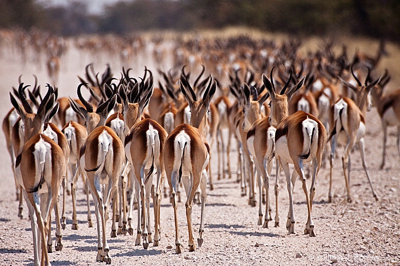Herd of Springbok - ID: 9831253 © William J. Pohley