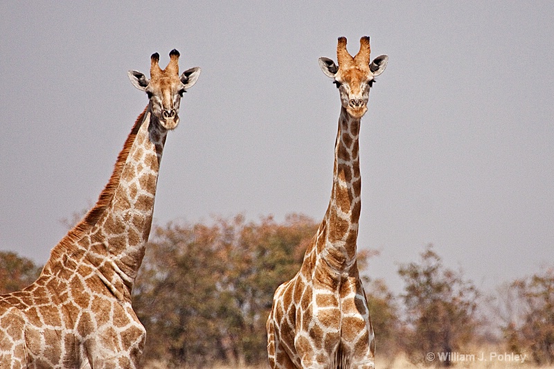 Giraffes - ID: 9831256 © William J. Pohley