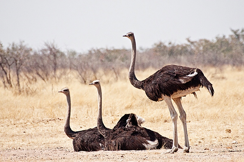 Ostrich - ID: 9831259 © William J. Pohley
