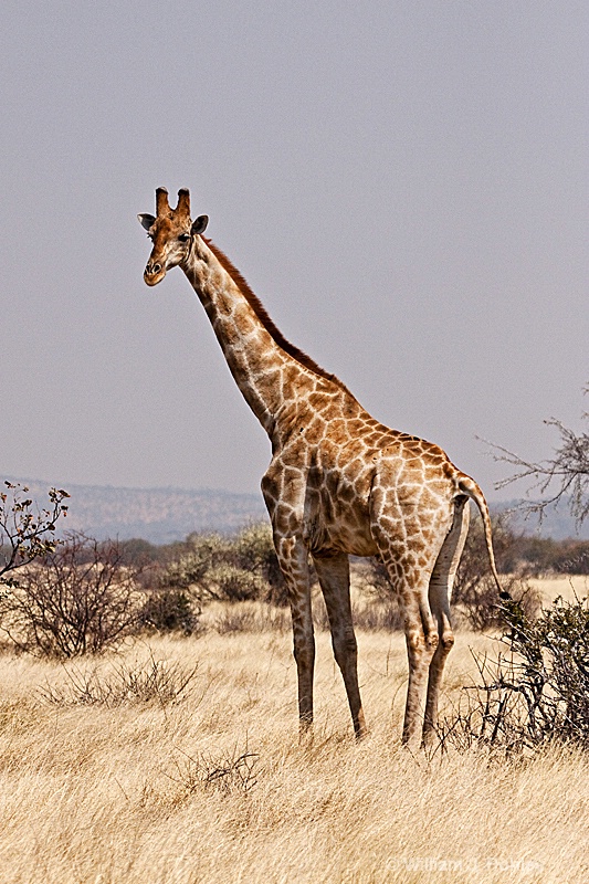 Giraffe - ID: 9831263 © William J. Pohley