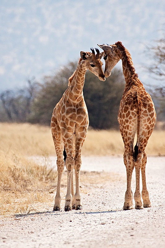 Giraffes - ID: 9831266 © William J. Pohley