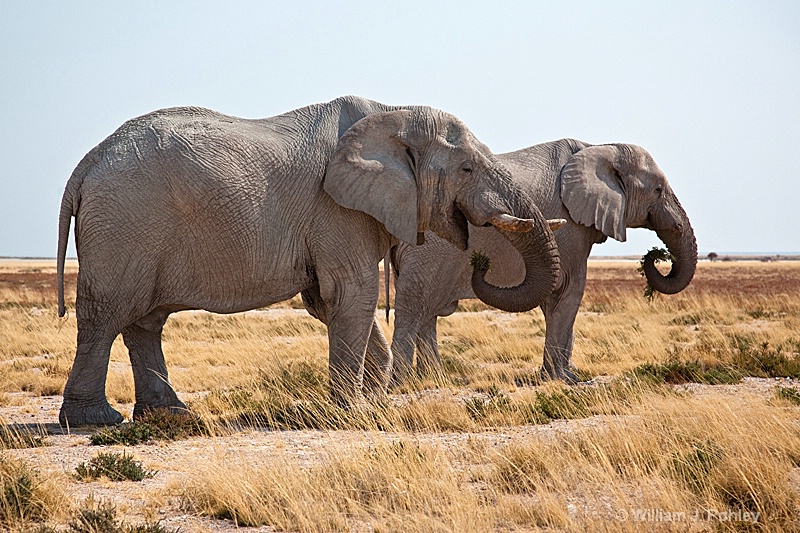 Elephants  - ID: 9831273 © William J. Pohley