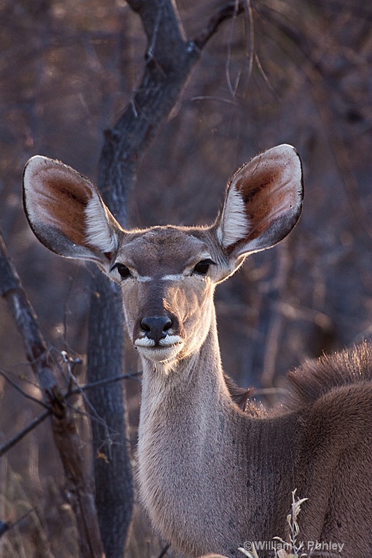 Female Kudu - ID: 9831515 © William J. Pohley