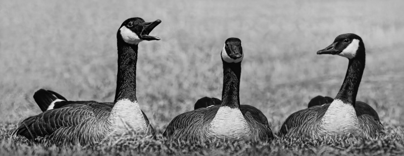 Candid Geese