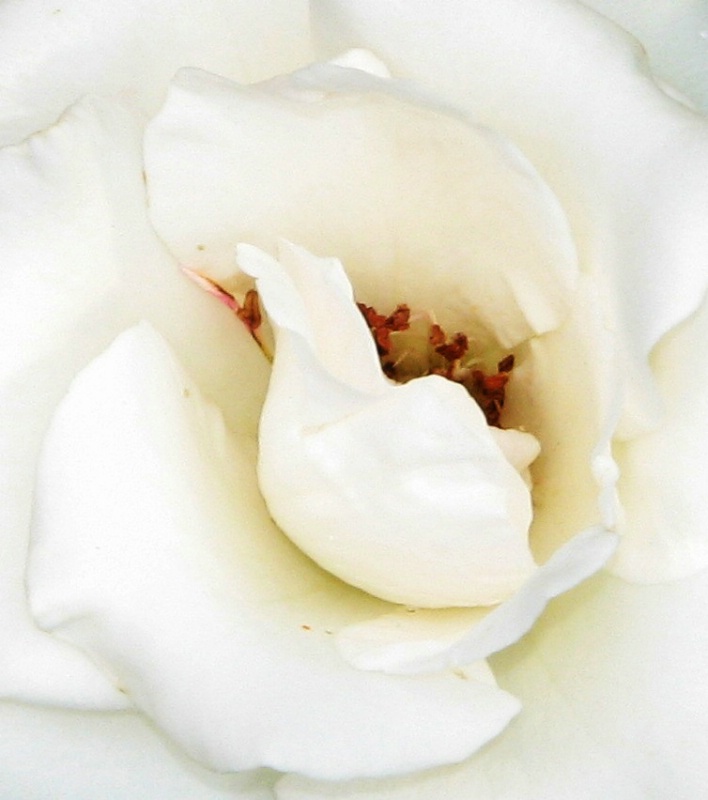 White Rose