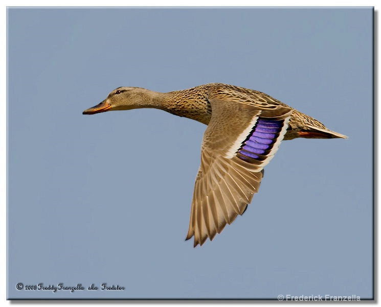 Mallard - ID: 9833087 © Frederick A. Franzella
