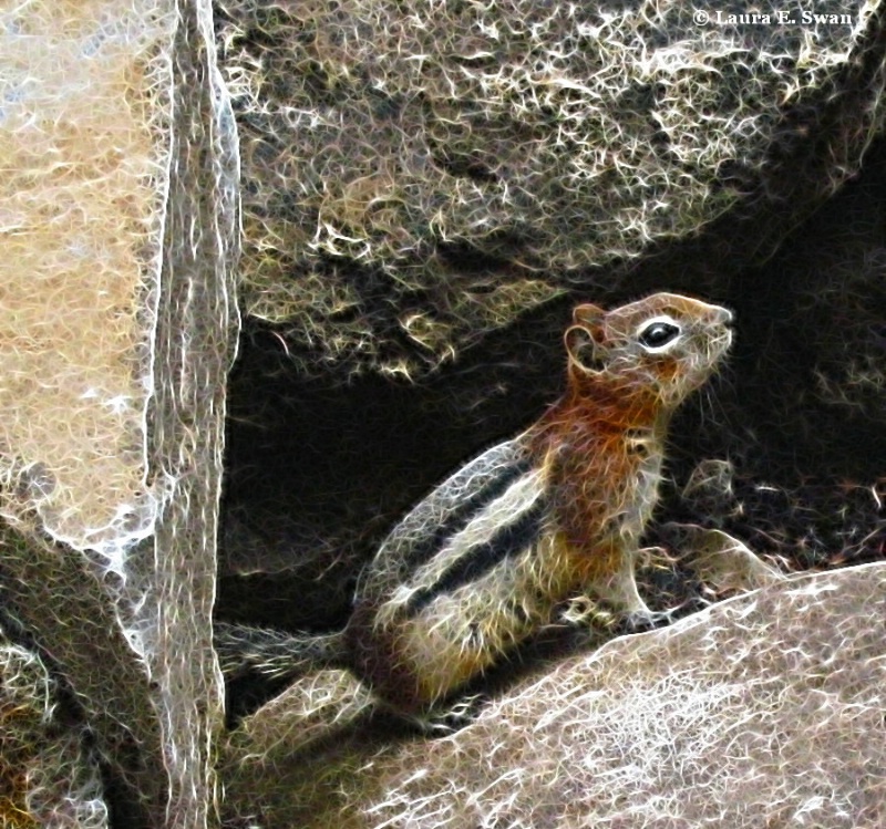 Canyon Chipmunk 