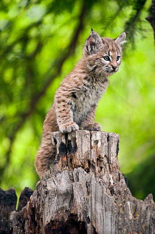 Exploring - ID: 9835517 © James R. Lipps