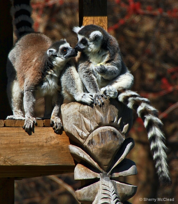 Lemur Love (SHS)