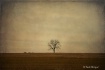 [sometimes solitu...