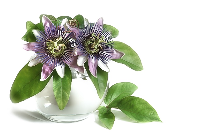 Passion Flowers