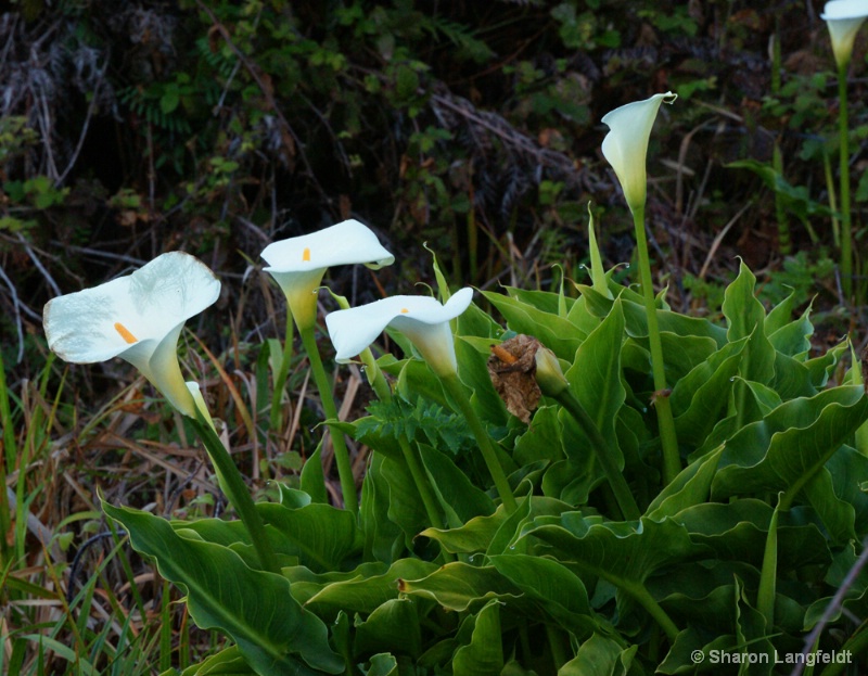 Wild Calla Lilies on the Coast - ID: 9837358 © Sharon L. Langfeldt