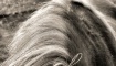 Grazing