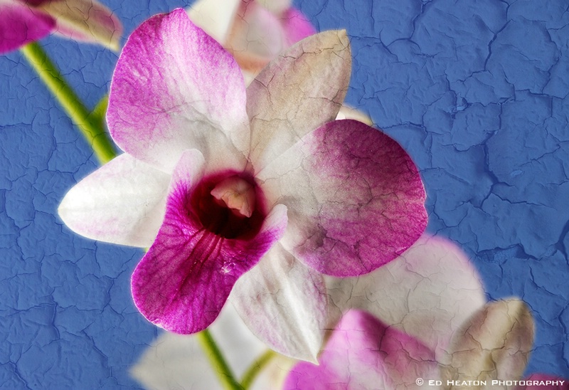 Textured Orchid