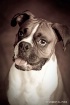 Gus
