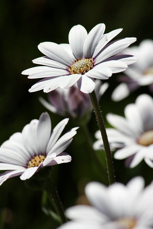 Cape Marguerite Symphony: Prelude