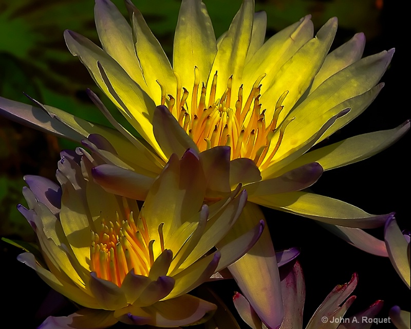 Water Lily Glowing - ID: 9841952 © John A. Roquet