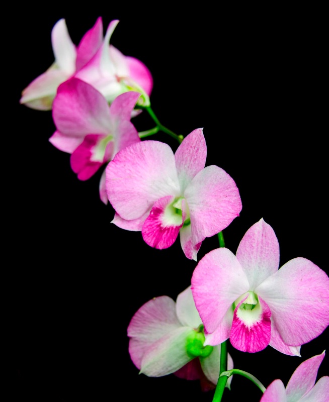 Orchids - ID: 9842194 © Jack Kramer