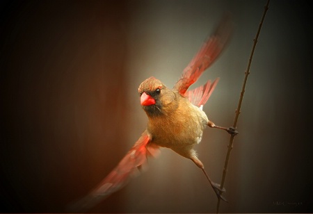 Spreading Wings